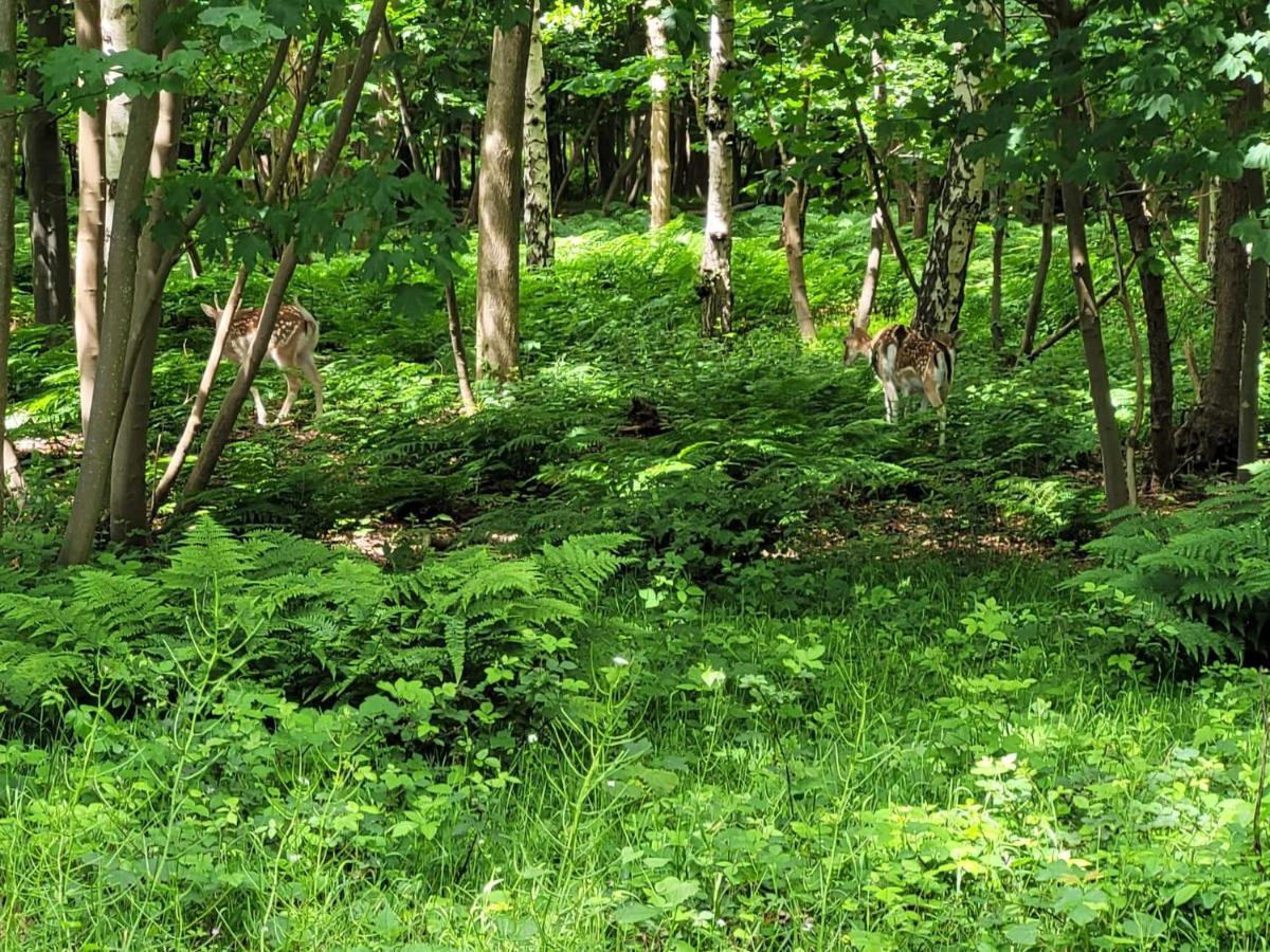 Beach & Forest Retreat -Domburg- 오스트카펠 외부 사진